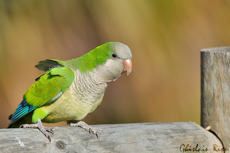 Monk Parakeet