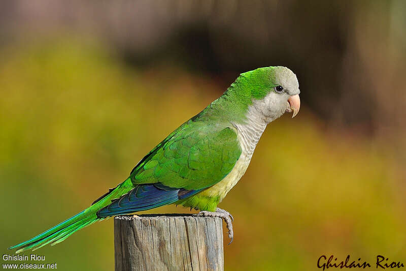 Monk Parakeetadult, identification