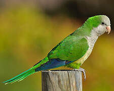 Monk Parakeet