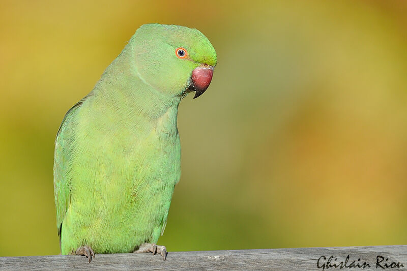 Rose-ringed Parakeet female adult