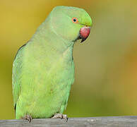 Rose-ringed Parakeet