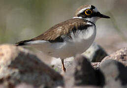 Little Ringed Plover