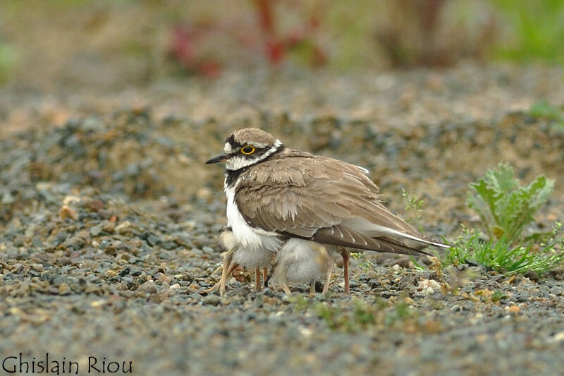 Little Ringed Plover