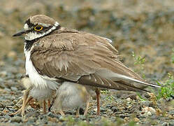 Little Ringed Plover