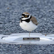 Little Ringed Plover