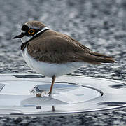 Little Ringed Plover