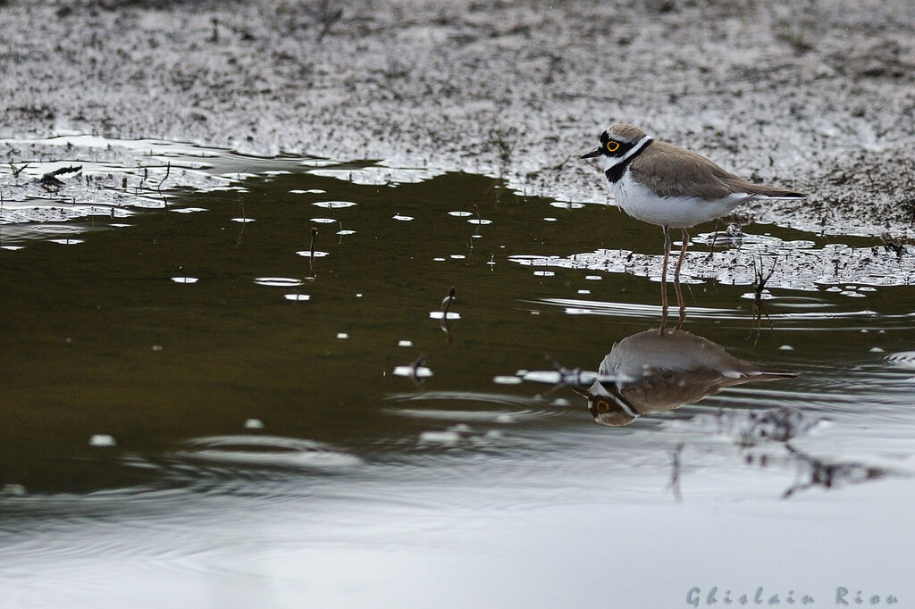 Little Ringed Plover