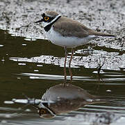 Little Ringed Plover