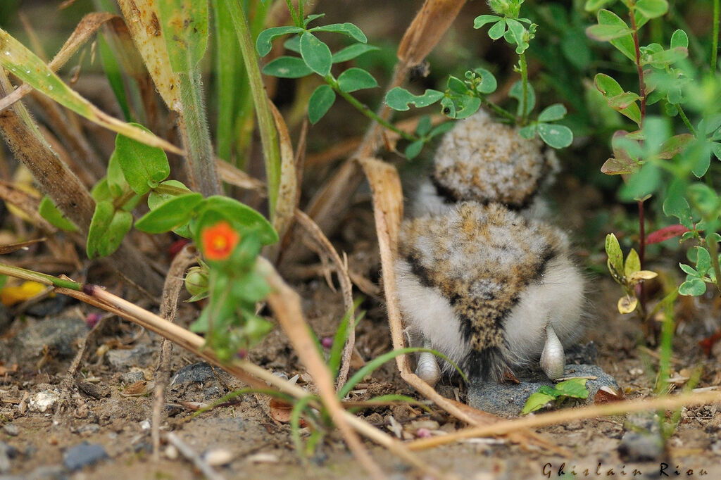 Little Ringed PloverPoussin