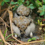 Little Ringed Plover