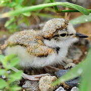 Little Ringed Plover