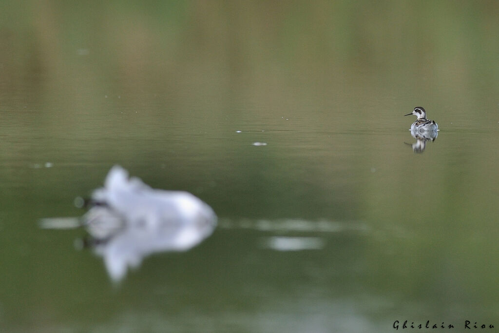 Phalarope à bec étroit1ère année