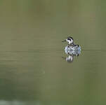 Phalarope à bec étroit