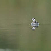 Red-necked Phalarope