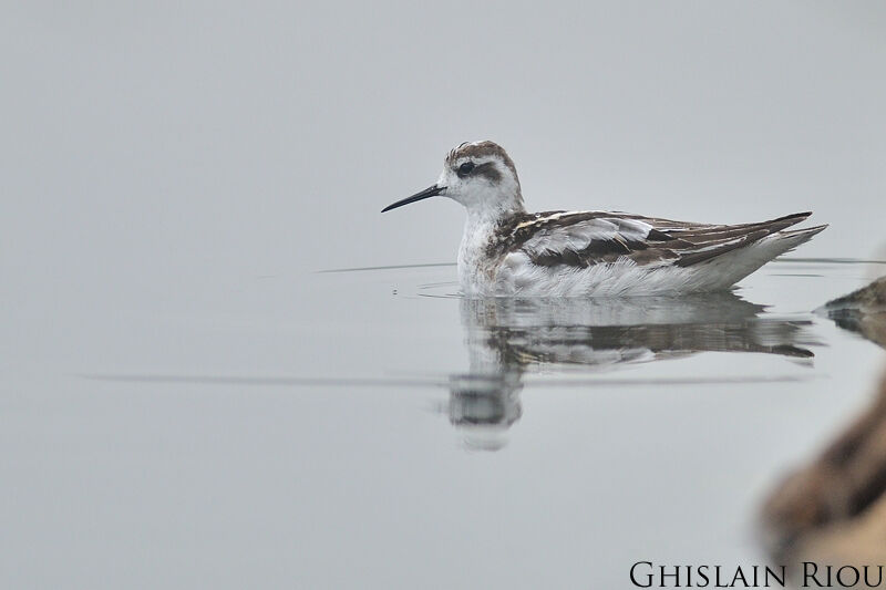 Red-necked Phalarope