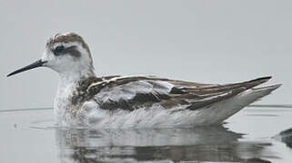 Red-necked Phalarope