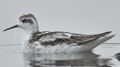 Phalarope à bec étroit