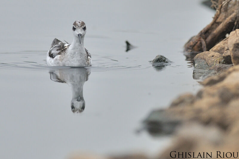 Red-necked Phalarope