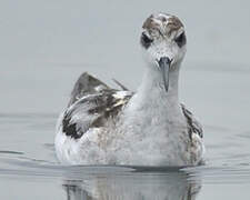 Red-necked Phalarope