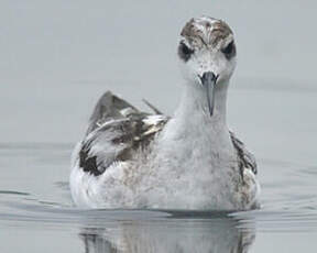 Phalarope à bec étroit