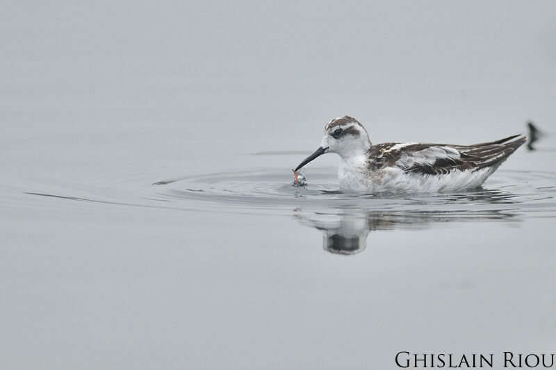 Red-necked Phalarope