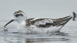 Phalarope à bec étroit