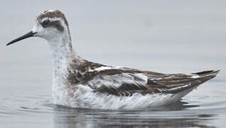 Phalarope à bec étroit