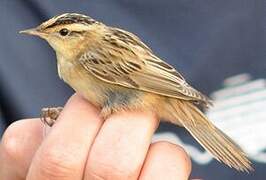 Aquatic Warbler