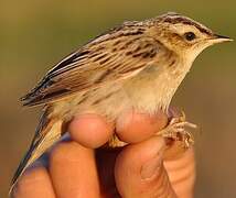 Aquatic Warbler