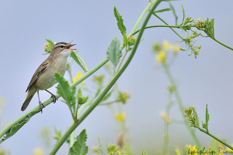 Sedge Warbler male adult