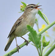 Sedge Warbler