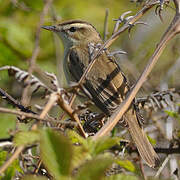 Sedge Warbler