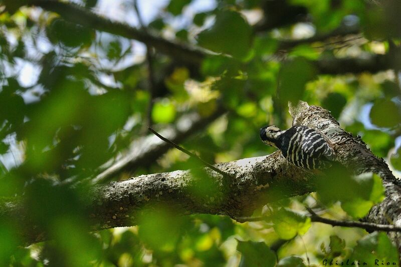 White-backed Woodpecker female adult, eats