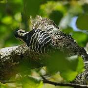 White-backed Woodpecker