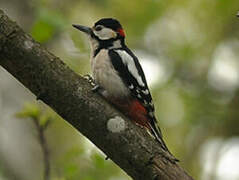 Great Spotted Woodpecker