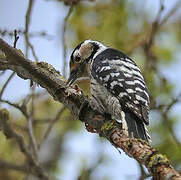 Lesser Spotted Woodpecker