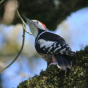 Middle Spotted Woodpecker