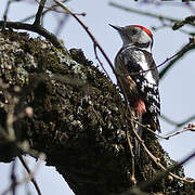 Middle Spotted Woodpecker