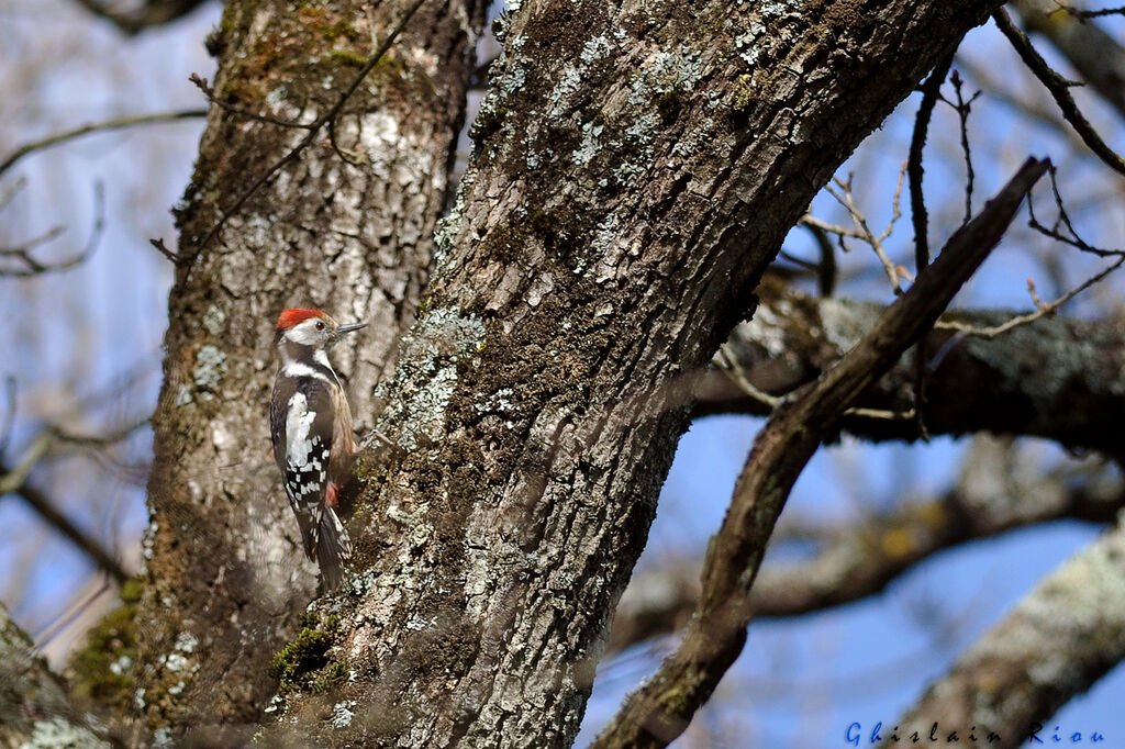 Middle Spotted Woodpecker