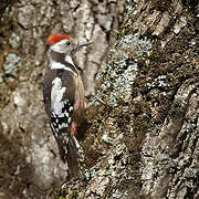 Middle Spotted Woodpecker