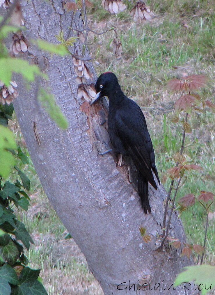 Black Woodpeckeradult