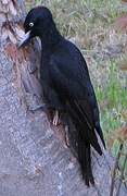 Black Woodpecker