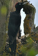 Black Woodpecker