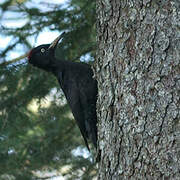 Black Woodpecker