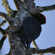 Black Woodpecker