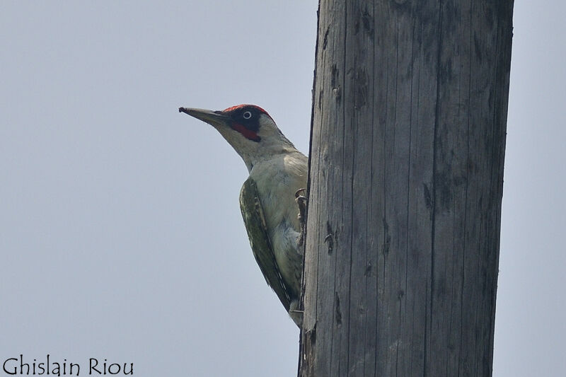 European Green Woodpecker male adult