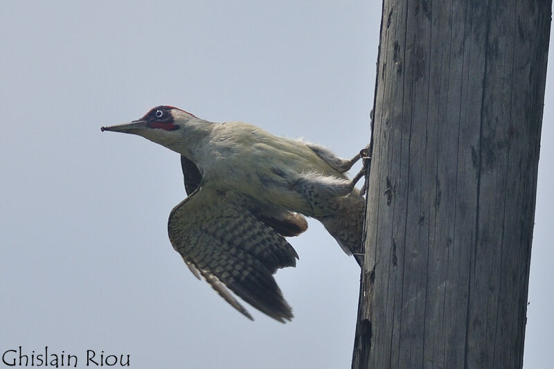 European Green Woodpecker male adult