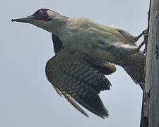 European Green Woodpecker