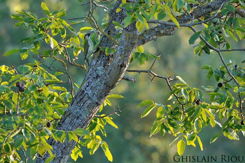 European Green Woodpeckeradult