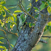 European Green Woodpecker